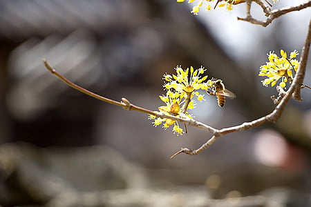bee on flower in shallow photo thumbnail