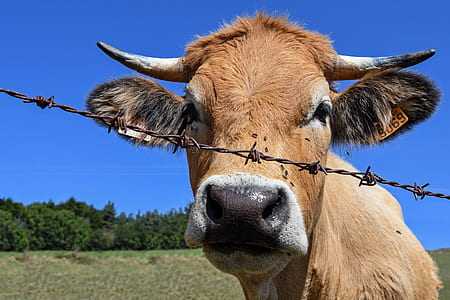 brown cattle thumbnail