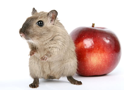 hamster beside red apple fruit thumbnail