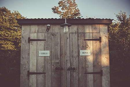 trees, leaves, light bulb, rustic thumbnail
