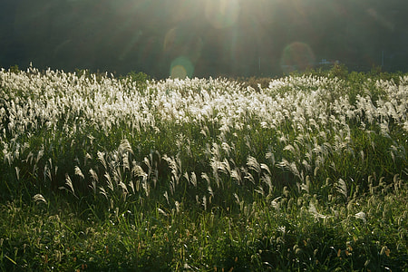 green grass during daytime thumbnail