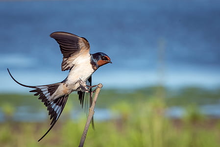 small white and black bird on tree branch thumbnail