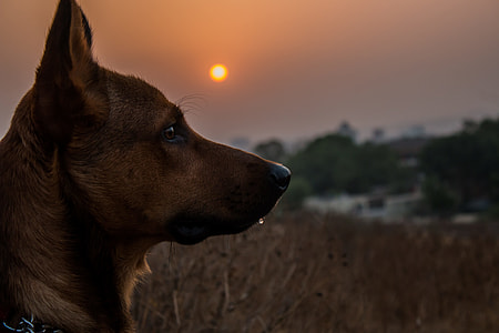 brown short coat dog on grey field under golden hour thumbnail