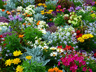 assorted-color petaled flowers in bloom thumbnail