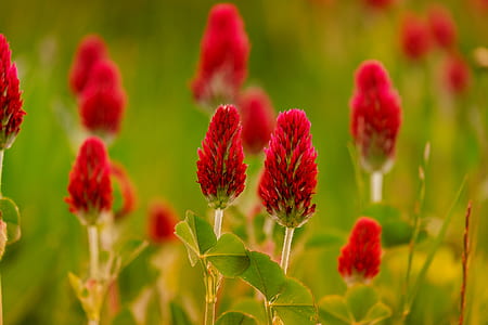 red petaled flowers at daytimne thumbnail
