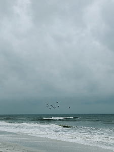 flock of birds flying above seashore during daytime thumbnail