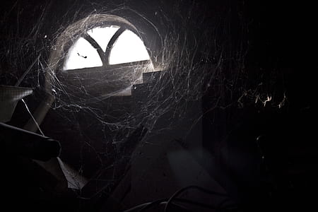 white spiderweb beside gray concrete wall thumbnail
