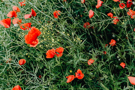 A field of Red Poppies thumbnail