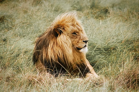 lion sitting on grass field thumbnail