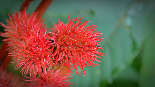 round red plant selective photography thumbnail