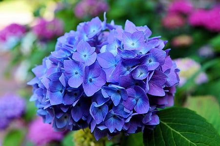 blue flowers thumbnail