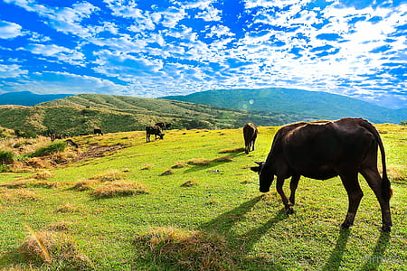 water buffalo walking on grass field thumbnail