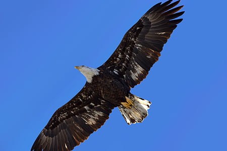 bald eagle in mid air under blue sky thumbnail