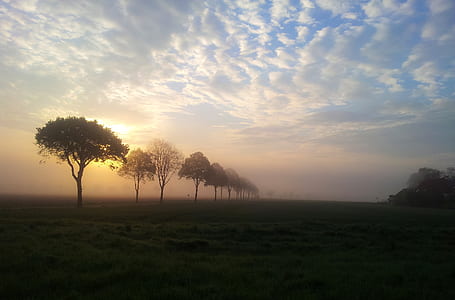 trees forming line in open field during sunset thumbnail