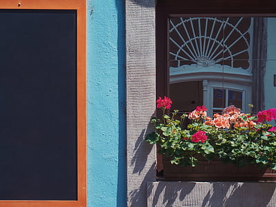 red flowers in front of gray concrete building thumbnail