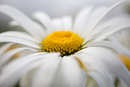 closeup photography of white daisy flower thumbnail