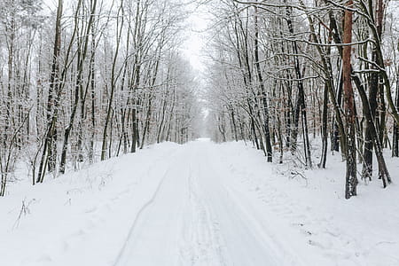 A snowy road in the forest thumbnail