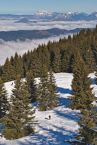 forest view under blue sky during daytime thumbnail