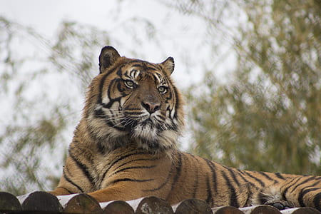 brown tiger on roof thumbnail