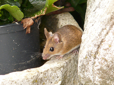 brown rodent thumbnail