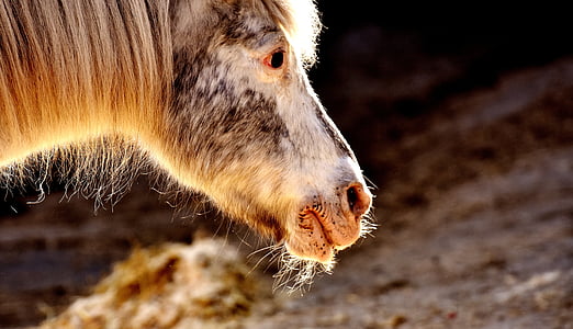 closeup photo of white and black horse thumbnail