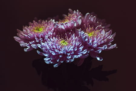 photo of pink petaled flowers thumbnail