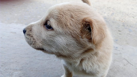 brown puppy on gray floor thumbnail