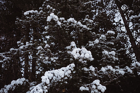 Fir trees in snow thumbnail