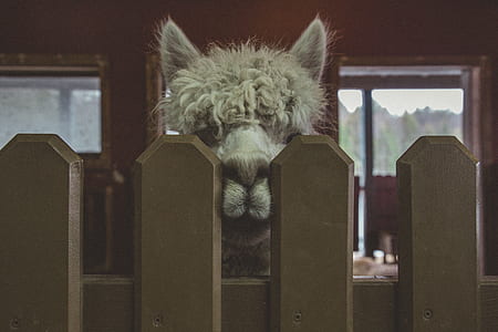 close-up photography of gray animal during daytime thumbnail