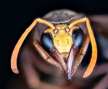 macro photography of yellow and brown wasp thumbnail