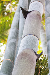 Dendrocalamus Giganteus, Bamboo thumbnail
