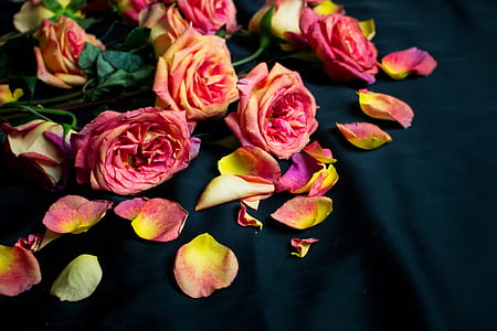 pink-and-yellow petaled flower on top black cloth thumbnail