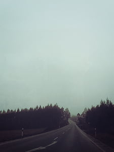 road in between pine trees thumbnail