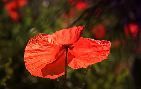 red petaled flowers in bloom thumbnail