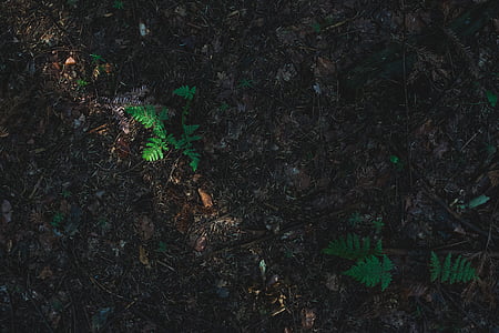 top view of green leafed plants during daytime thumbnail