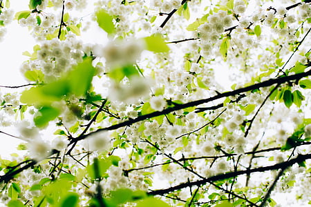 green-leafed tree thumbnail