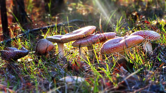 macro photography of mushrooms thumbnail