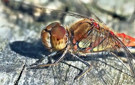 closeup photo of brown and orange dragonfly thumbnail