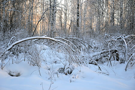 snow covered trees thumbnail