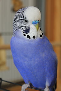blue and white parrot thumbnail