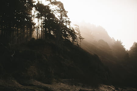 green leaf trees on mountain thumbnail