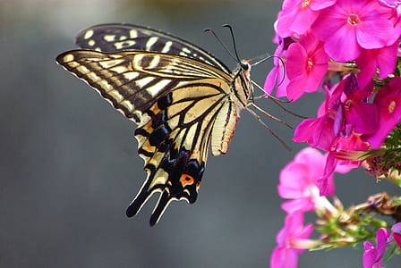 macro photo of tiger swallowtail butterfly near pink flower thumbnail
