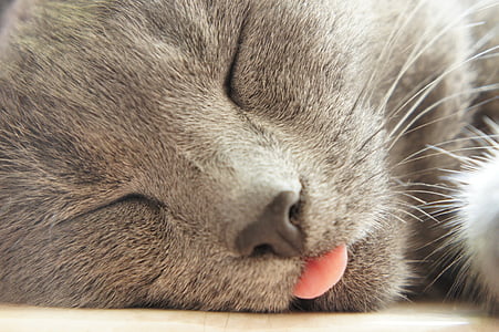 sleeping short-fur gray cat thumbnail
