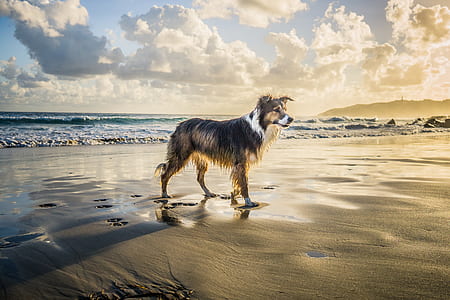 medium short-coated tan and white dog on seashore under cloudy sky thumbnail