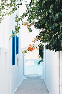 hallway between white concrete building with orange petaled flowers thumbnail