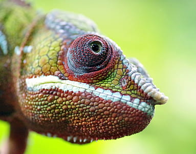 green and red charmeleon on focus photo thumbnail