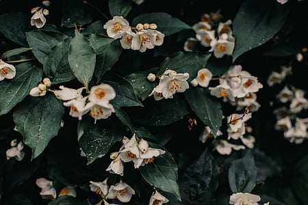 low light photography of white flowers thumbnail