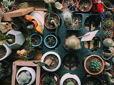 aerial view of cactus lot thumbnail