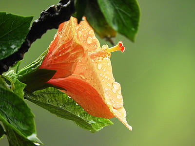 shallow focus photography of orange flower thumbnail