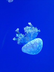 jellyfish in underwater thumbnail
